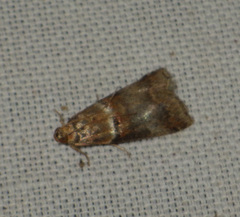 Acrobasis tumidana