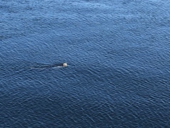 Phoca vitulina