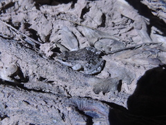 Leptodactylus latinasus