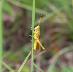 Schistocerca alutacea