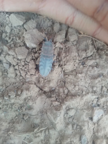 Hemilepistus aphganicus
