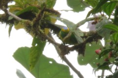 Chlorophonia callophrys image