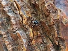 Dyscrasis hendeli