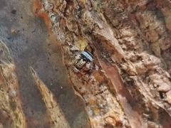Dyscrasis hendeli