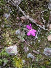 Pinguicula oblongiloba