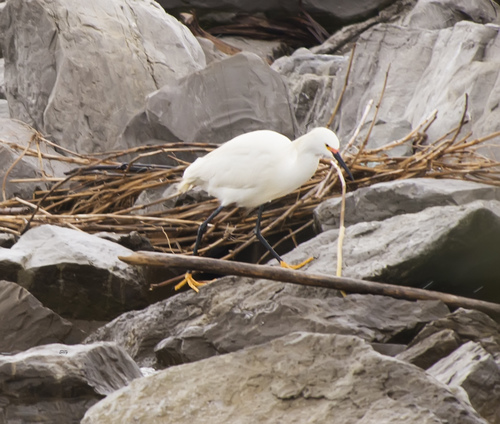 Snowy Egret photographed in Alabama