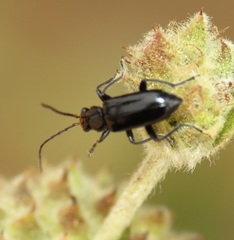 Triarius nigroflavus