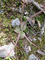 Pinguicula oblongiloba