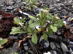 Cakile edentula edentula