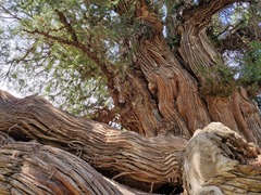 Chinese Arborvitae (Platycladus orientalis)