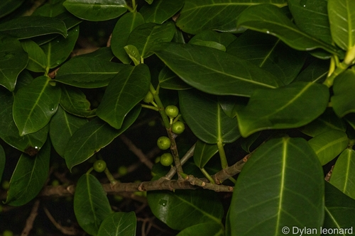 Scrambling Fig (Ficus burtt)