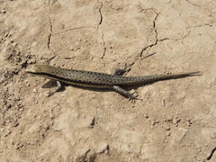 Notomabuya frenata