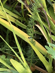 Ischnura cervula