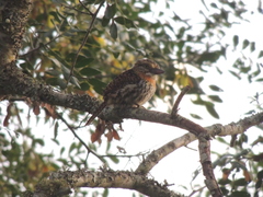 Nystalus maculatus