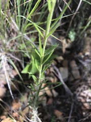 Brachystigma wrightii