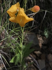 Brachystigma wrightii