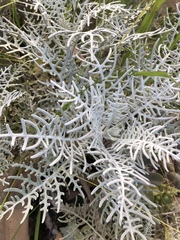 Constancea nevinii