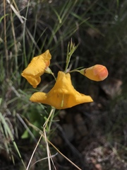 Brachystigma wrightii