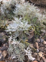 Constancea nevinii