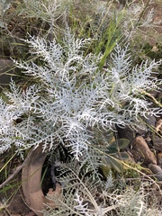 Constancea nevinii
