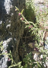 Scutellaria siphocampyloides