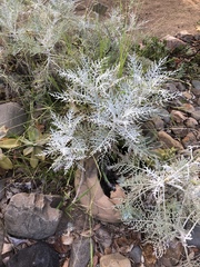 Constancea nevinii
