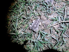 Physalaemus albonotatus