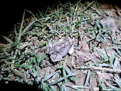 Physalaemus albonotatus