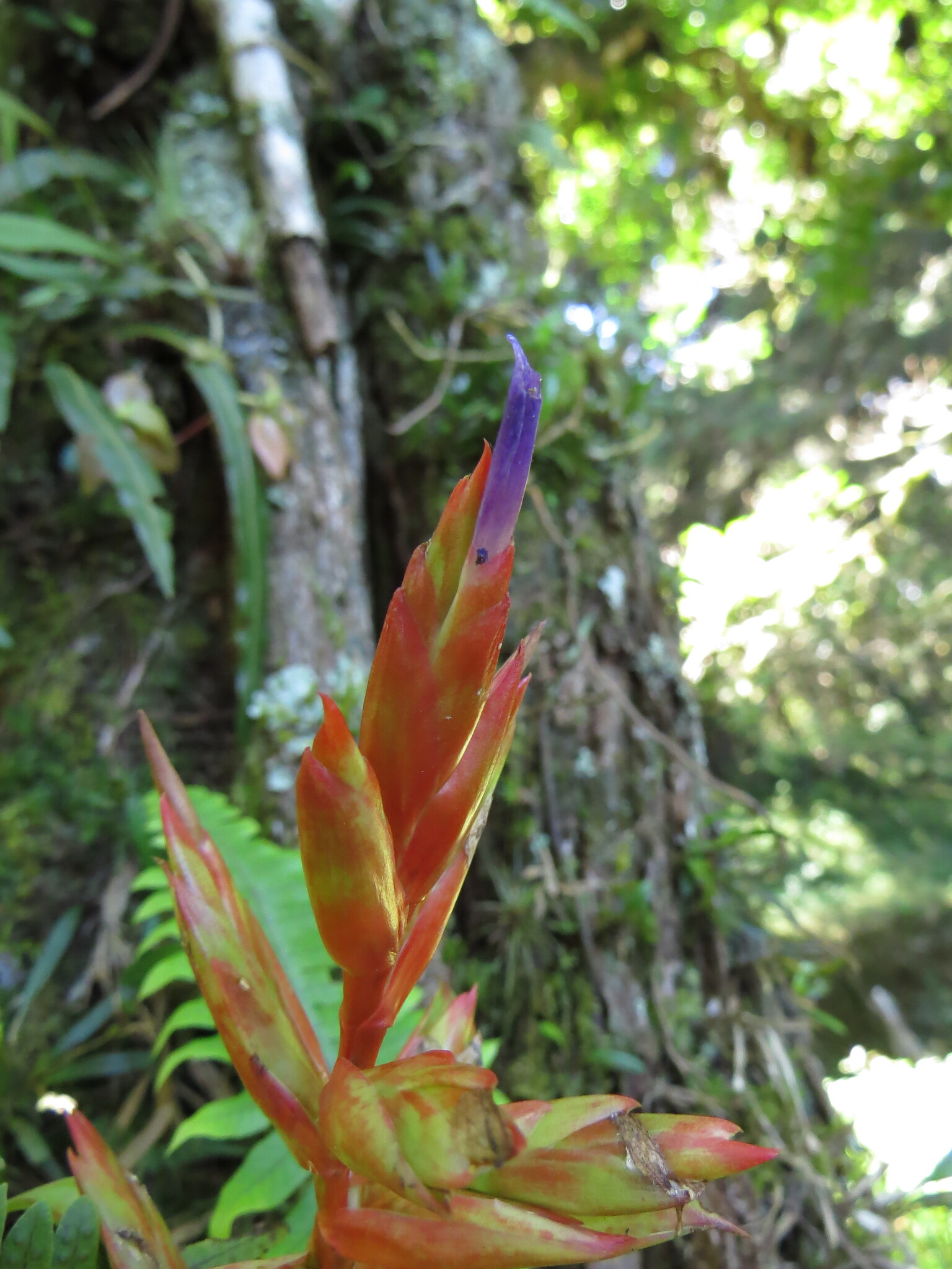 Imagem de Tillandsia