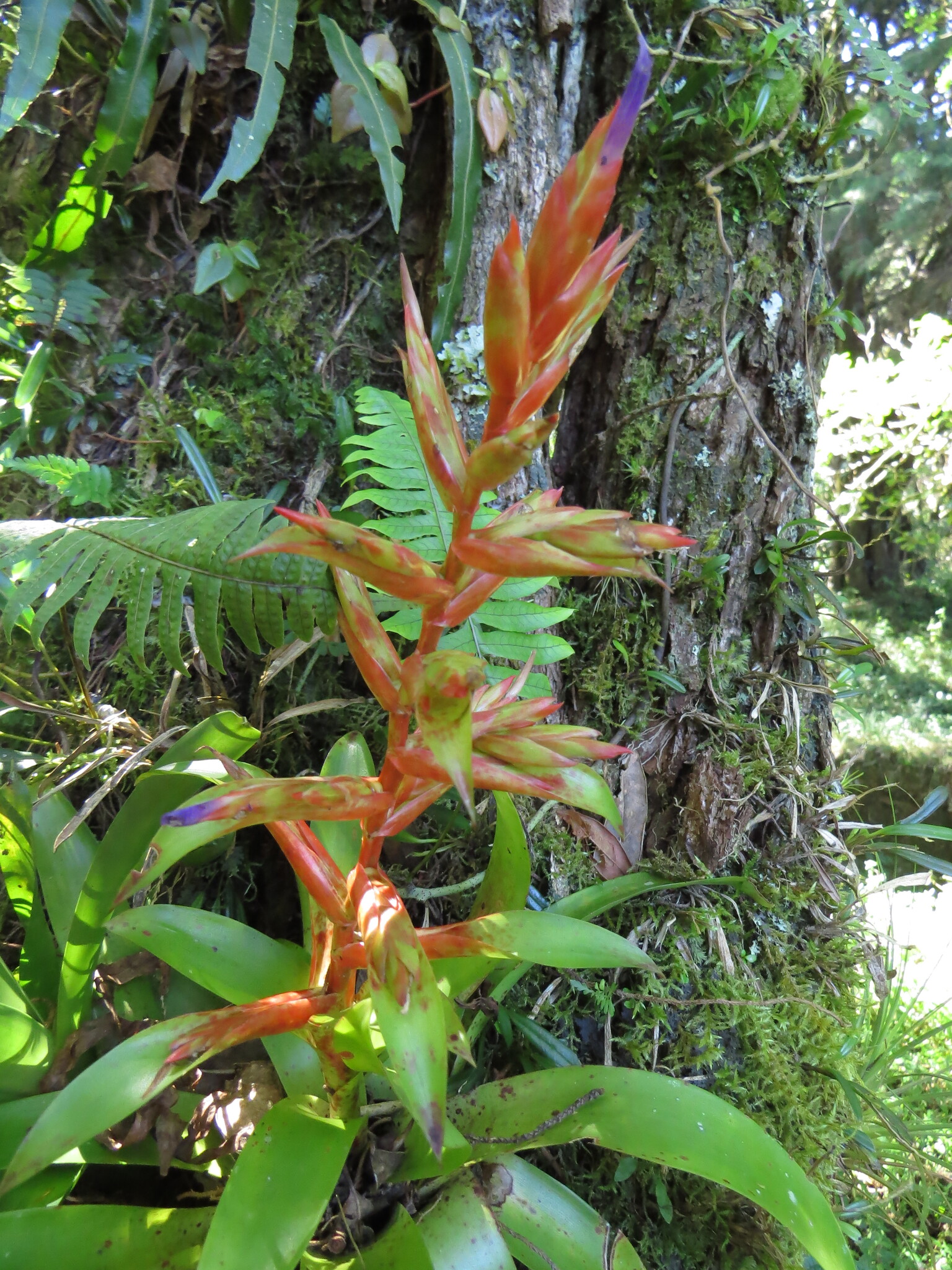 Imagem de Tillandsia