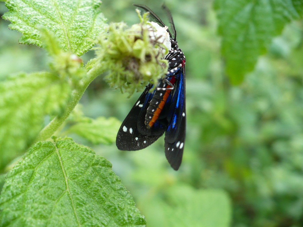 Ctenuchidia virgo