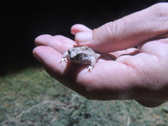 Physalaemus albonotatus