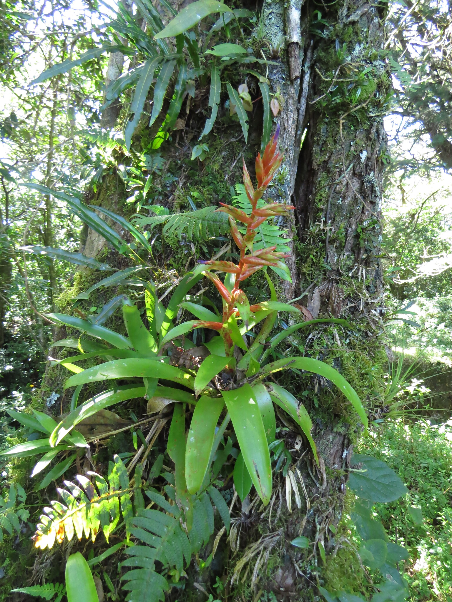 Imagem de Tillandsia