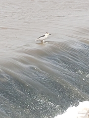 Nycticorax nycticorax