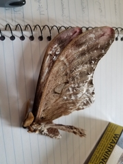 Coscinocera hercules