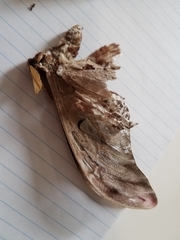 Coscinocera hercules