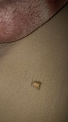Marimatha nigrofimbria