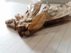 Coscinocera hercules