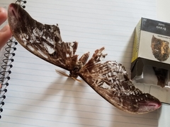 Coscinocera hercules