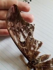 Coscinocera hercules