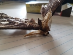 Coscinocera hercules