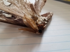 Coscinocera hercules