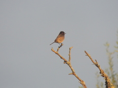 Knipolegus striaticeps