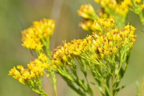 Ohio Goldenrod
