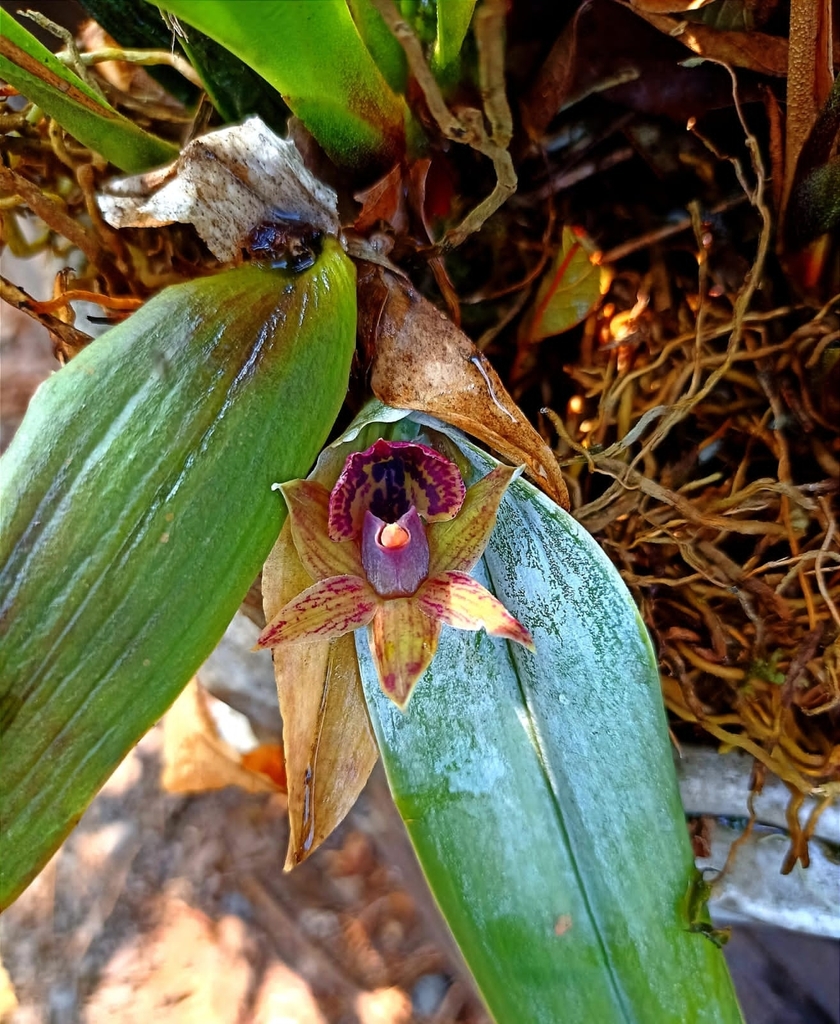 Epidendrum sophronitis Rchb.f.
