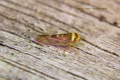 Colladonus montanus reductus