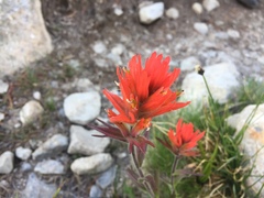 Castilleja peirsonii