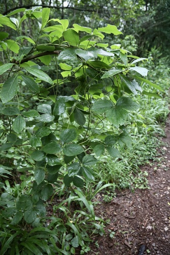 Dioscorea dregeana, photograph 3