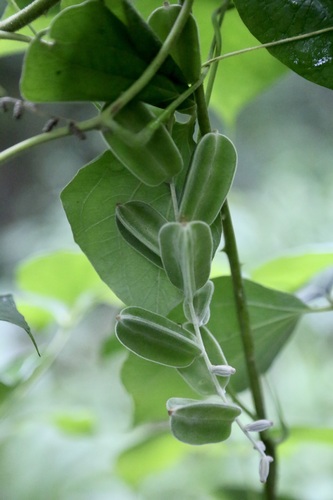 Dioscorea dregeana, photograph 5
