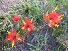 Castilleja peirsonii